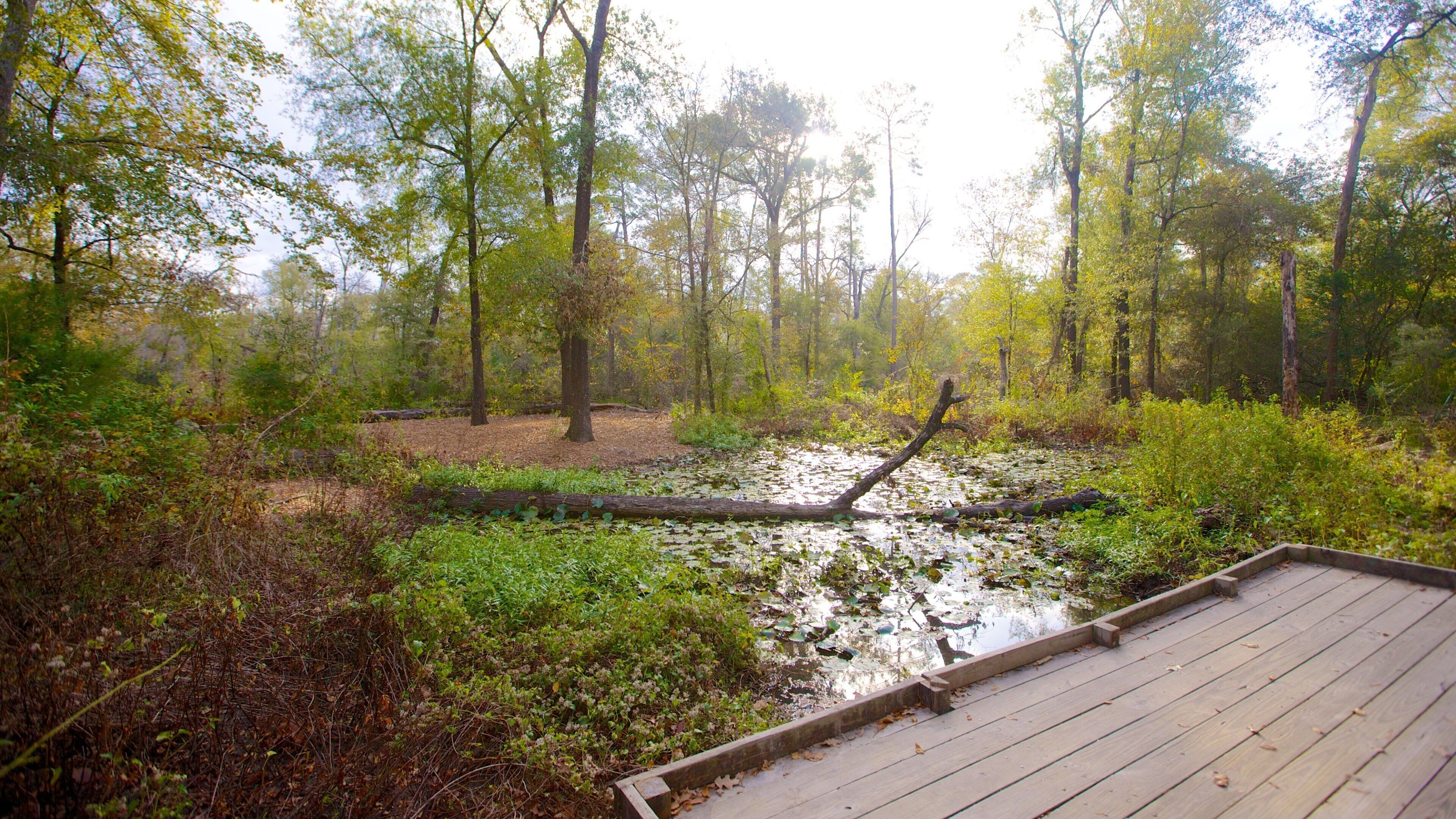Houston Arboretum and Nature Center which includes forest scenes, a garden and wetlands