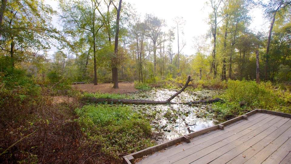 Houston Arboretum and Nature Center mostrando pântano, um parque e paisagem