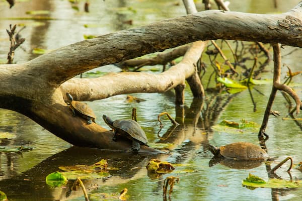 Un arbre tombé dans un marais, avec des tortues et des nénuphars.