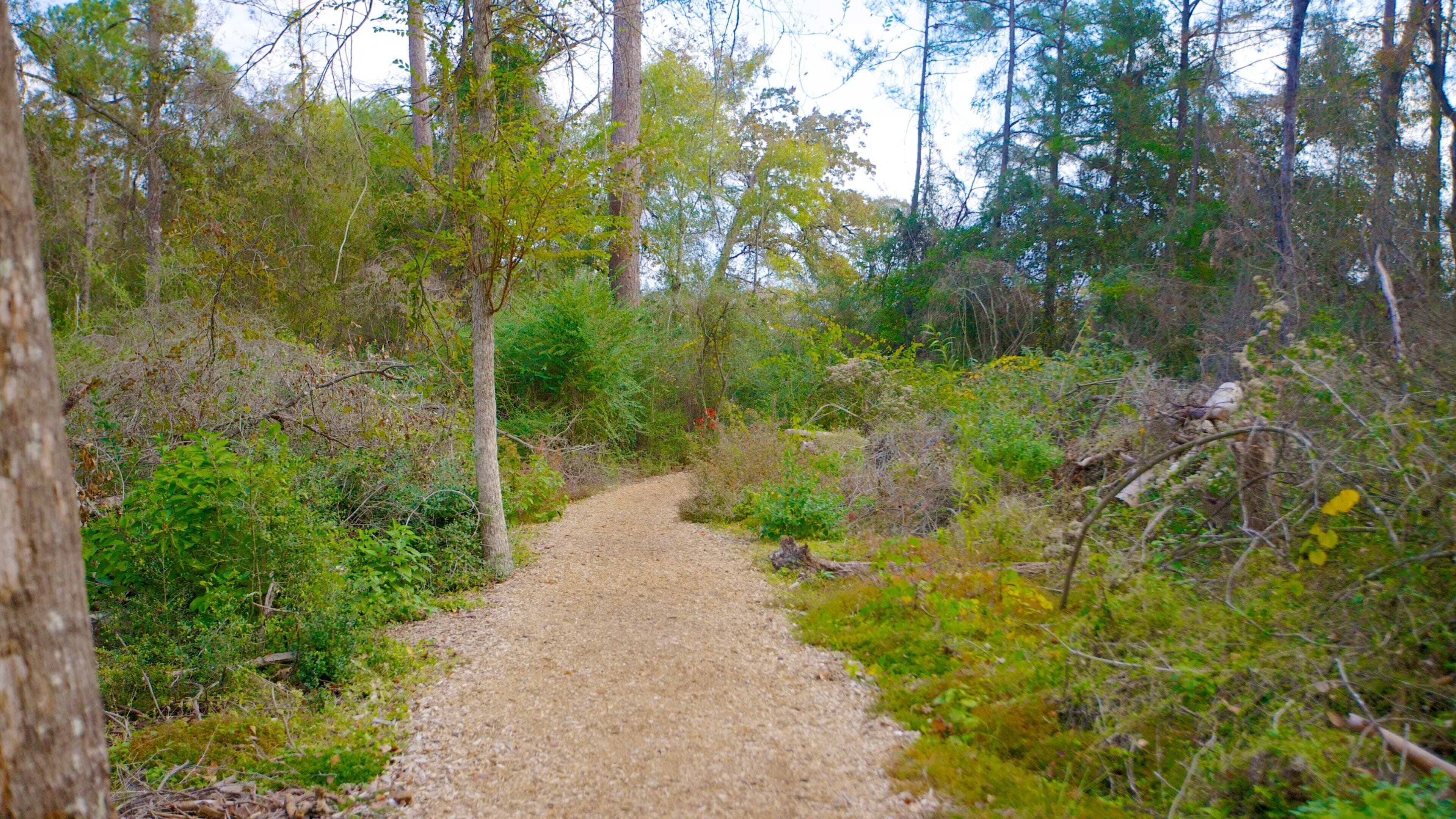 Houston Arboretum and Nature Center que inclui um jardim, cenas de floresta e paisagem