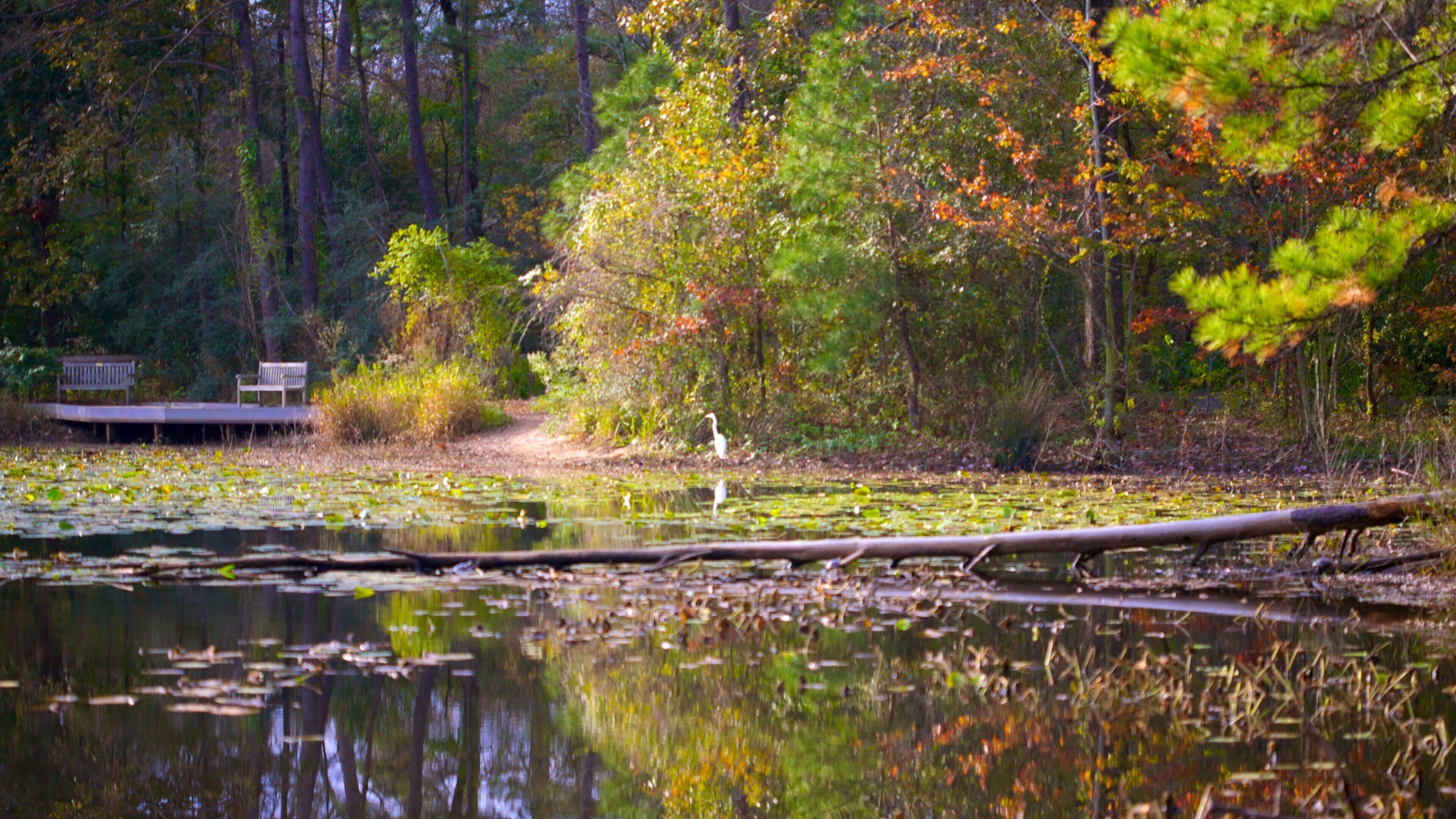 ヒューストン樹木園および自然センター フィーチャー 自然の風景, 庭園 と 秋の紅葉