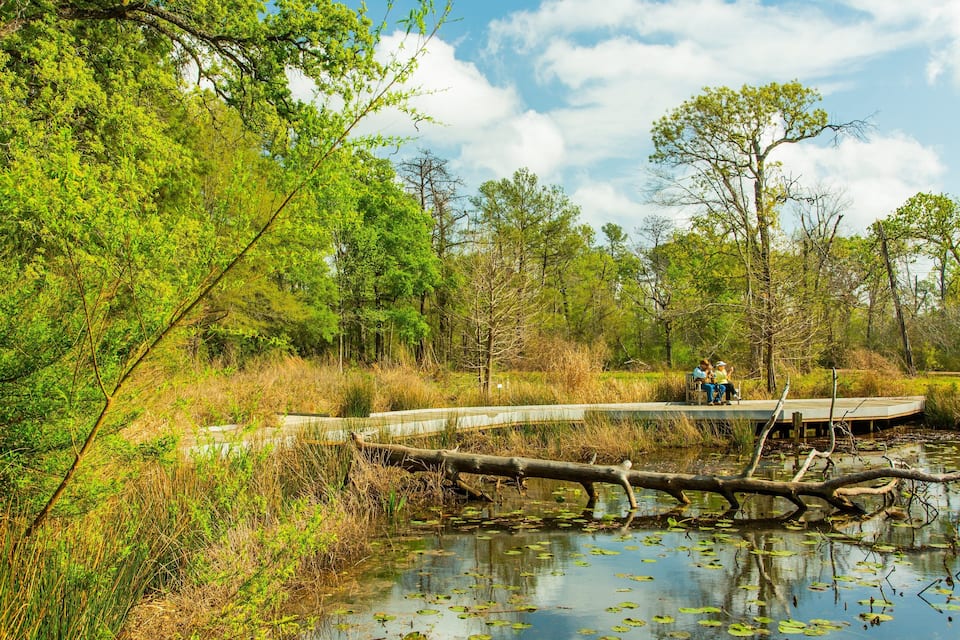 Un pont de fusta sobre una bassa plena de nenúfars, envoltat de vegetació i arbres densos.