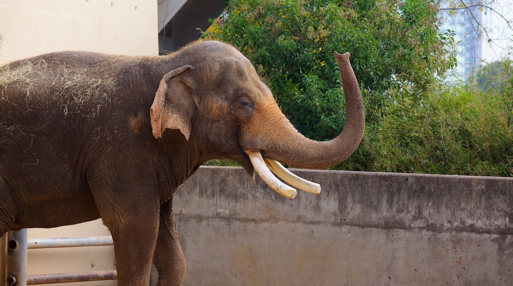 Zoológico de Houston mostrando animales de zoológico y animales terrestres