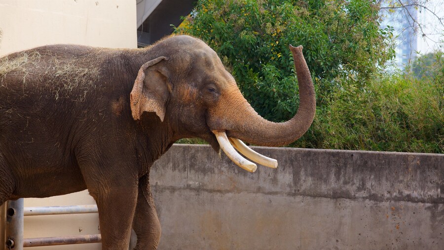 Sở thú Houston có tính năng động vật trên can và động vật trong vườn thú