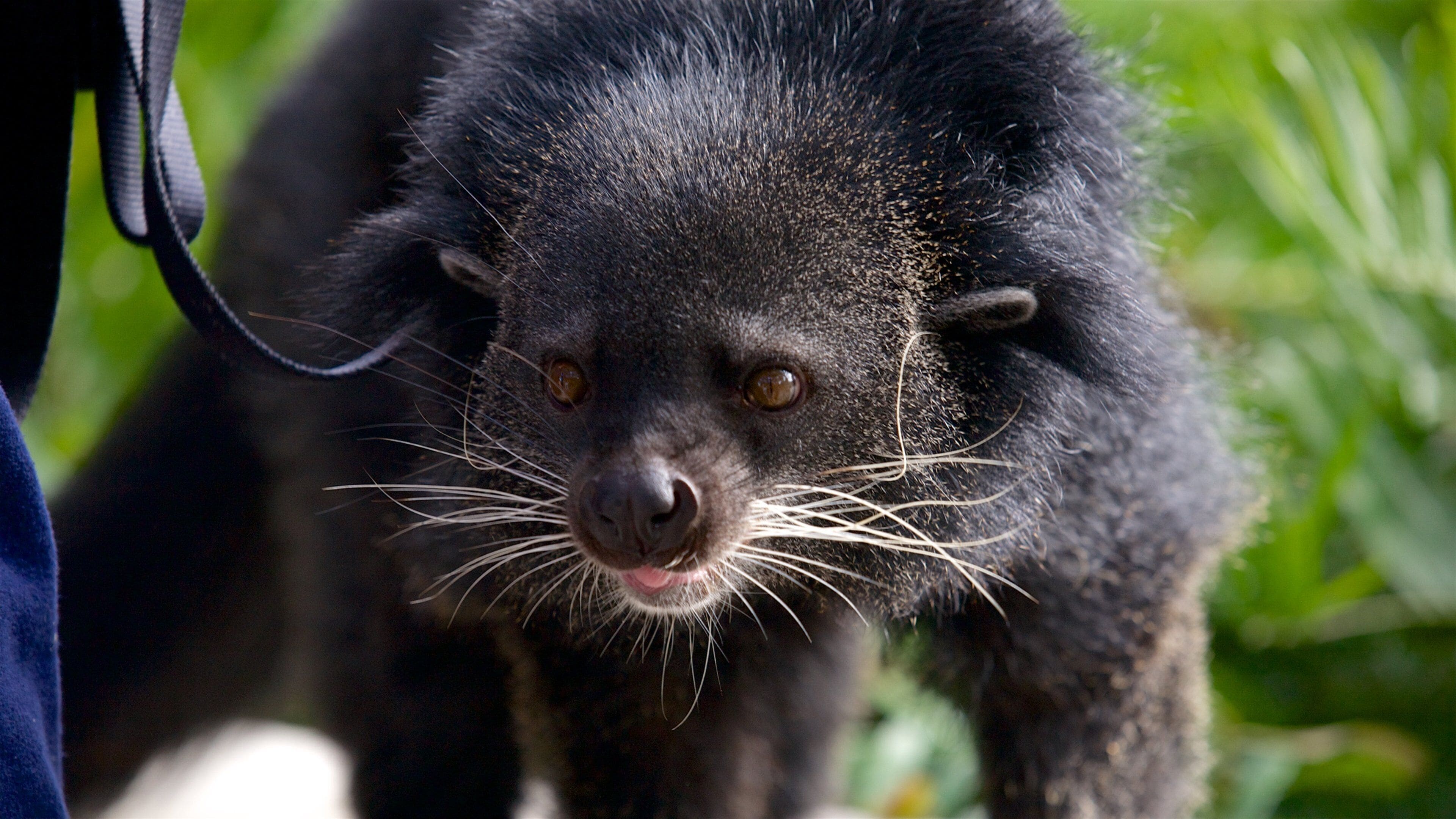 Zoológico de Houston ofreciendo animales y animales de zoológico