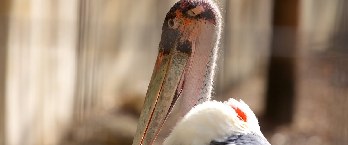 Houston Zoo