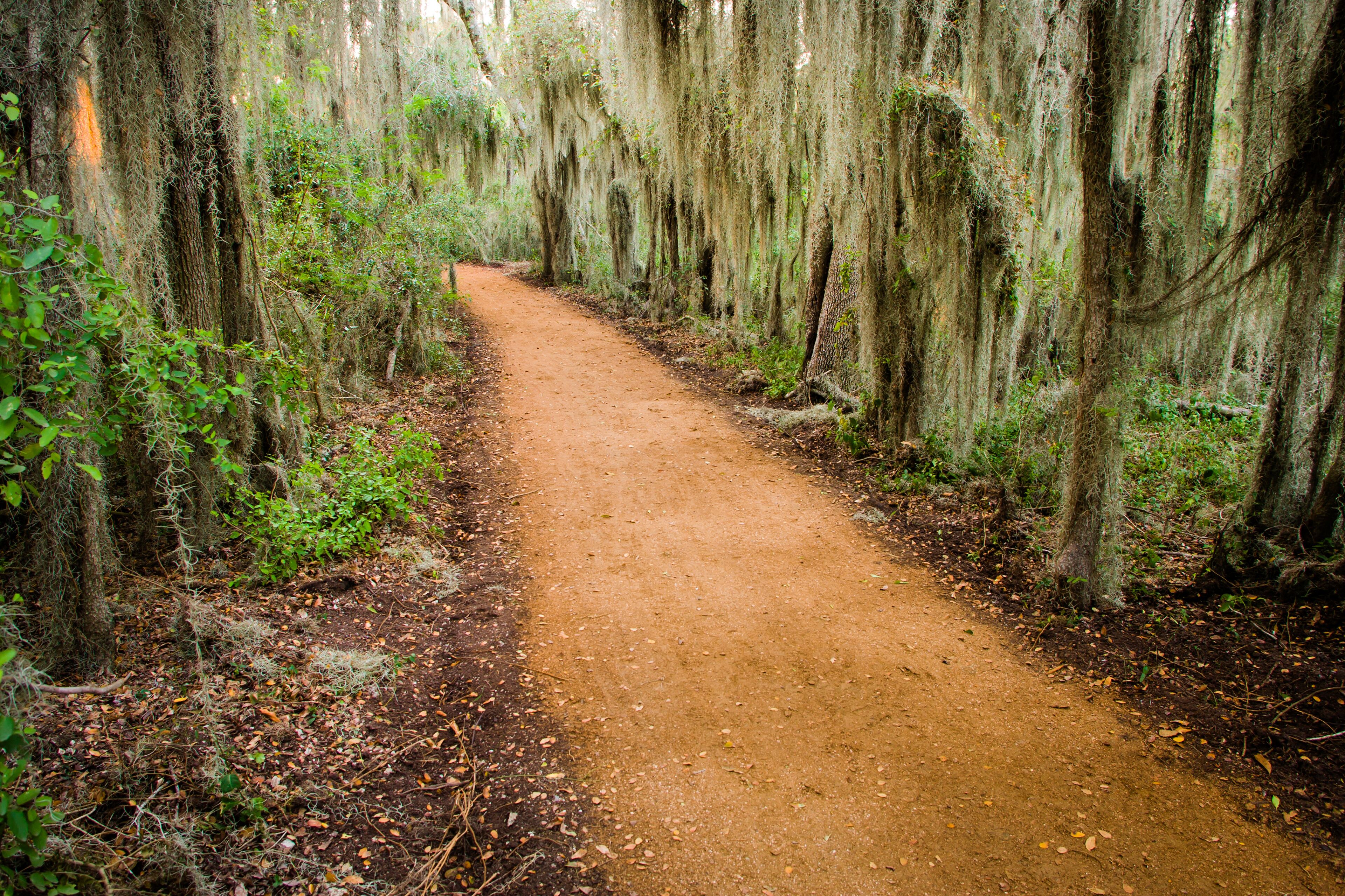Spanish Moss (Tillandsia usneoides) at Santa Ana National Wildlife Refuge, Texas
