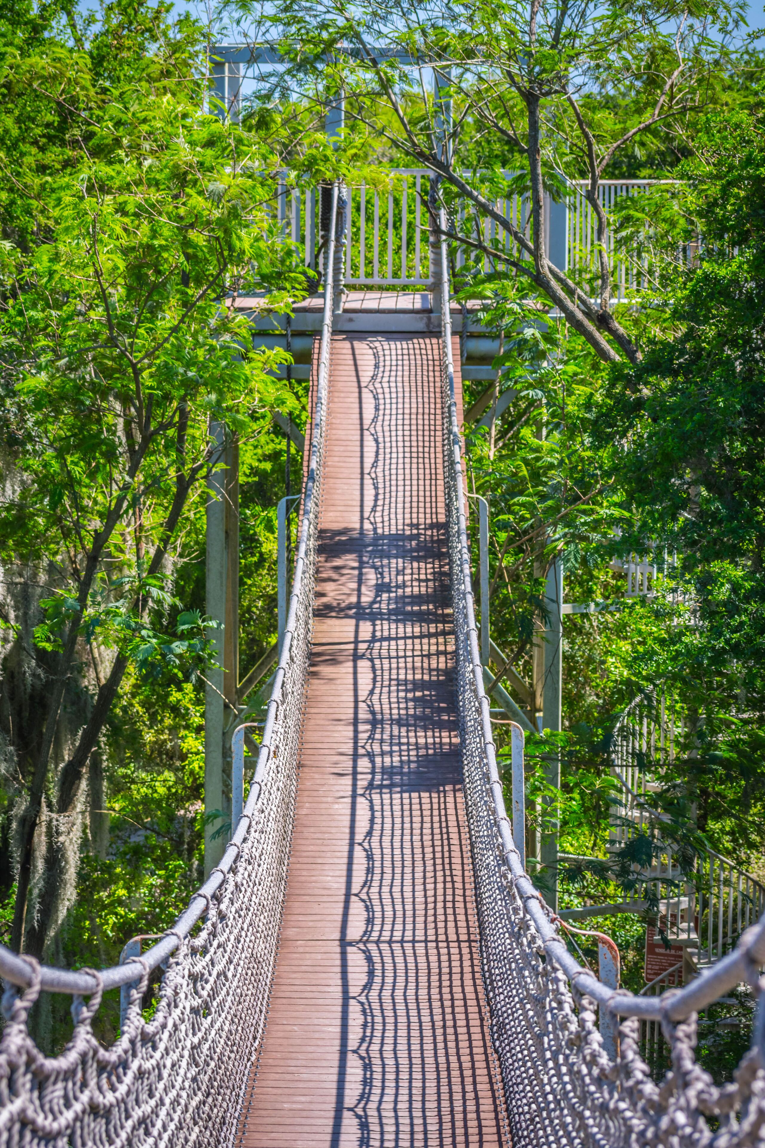 A long canopy walk in Santa Ana NWR, Texas