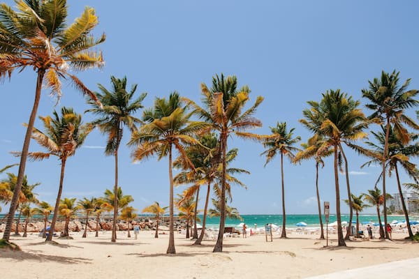 Une plage bordée de palmiers, sous un ciel bleu et dégagé.
