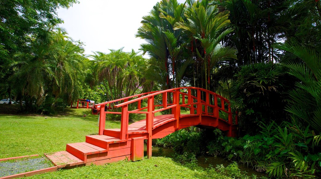 Botanischer Garten welches beinhaltet tropische Szenerien, Brücke und Garten
