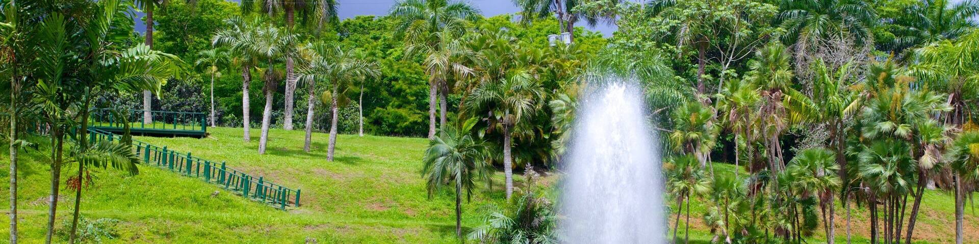 Jardin Botanico showing tropical scenes, a pond and a garden