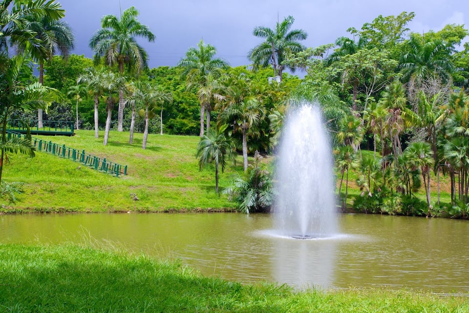 A fountain in a park with palm trees and a grassy area.