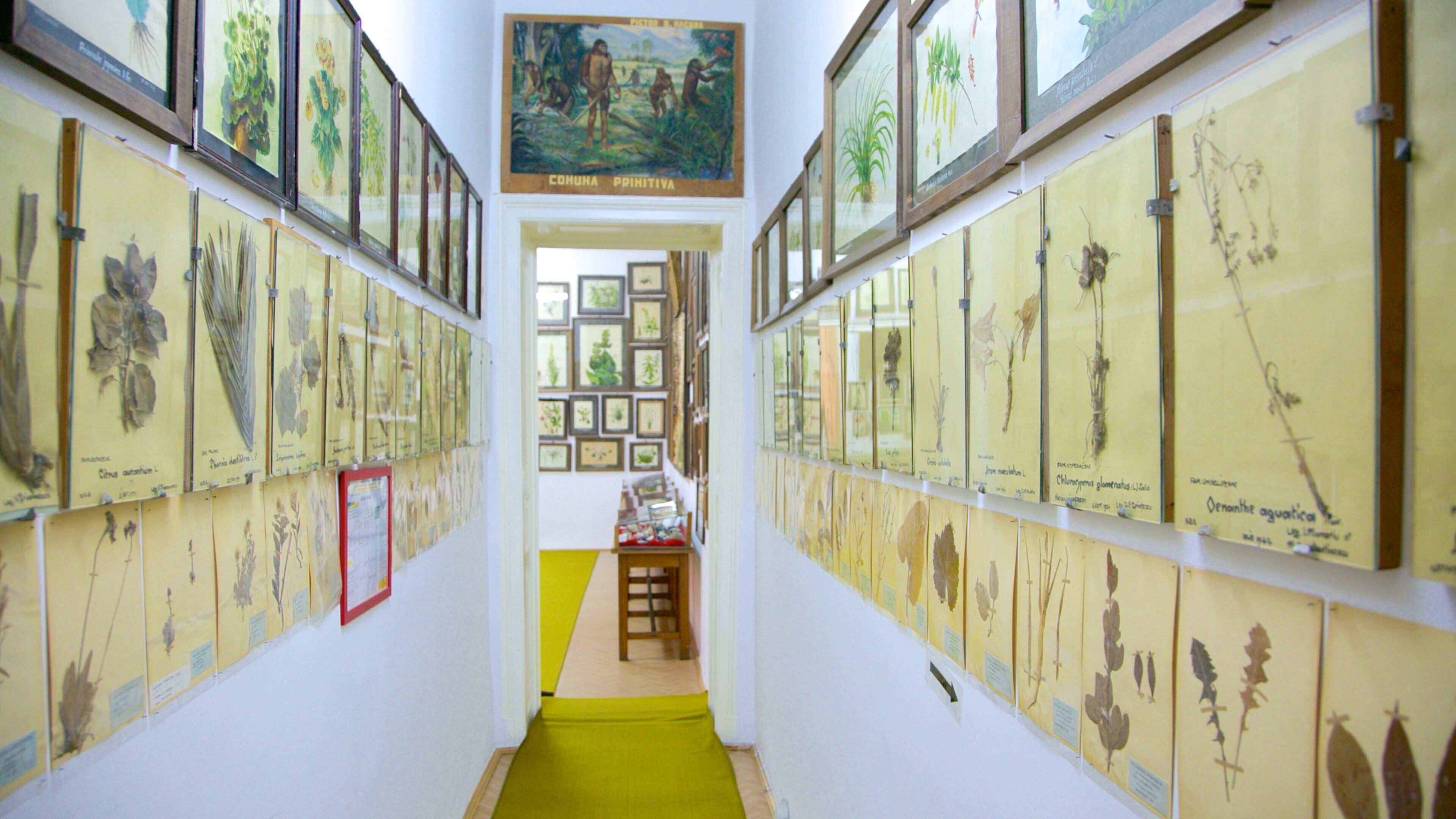 Bucharest botaniske hager som inkluderer innendørs