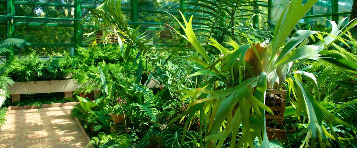 Bucharest Botanical Garden showing a garden