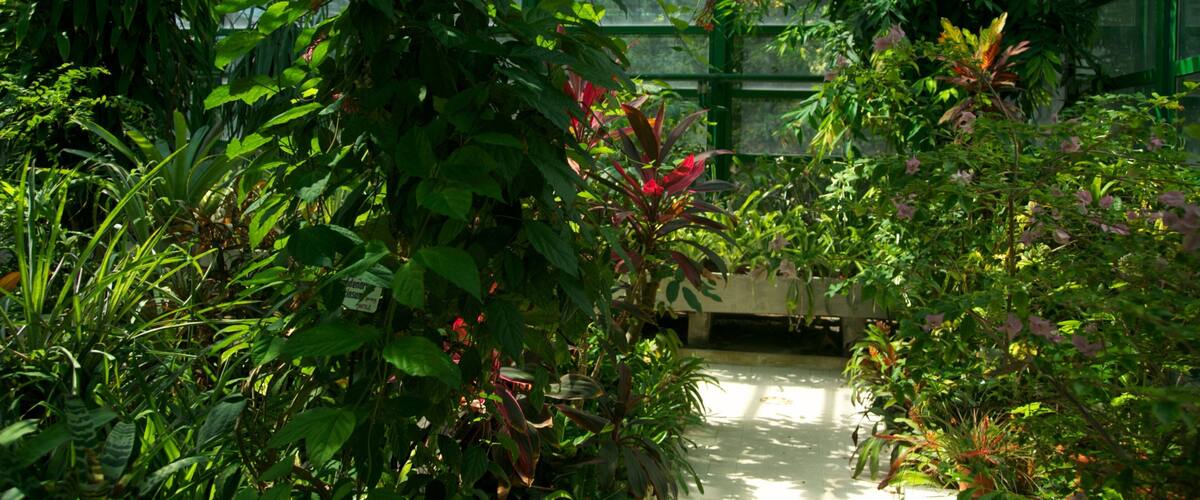 Bucharest Botanical Garden featuring a garden