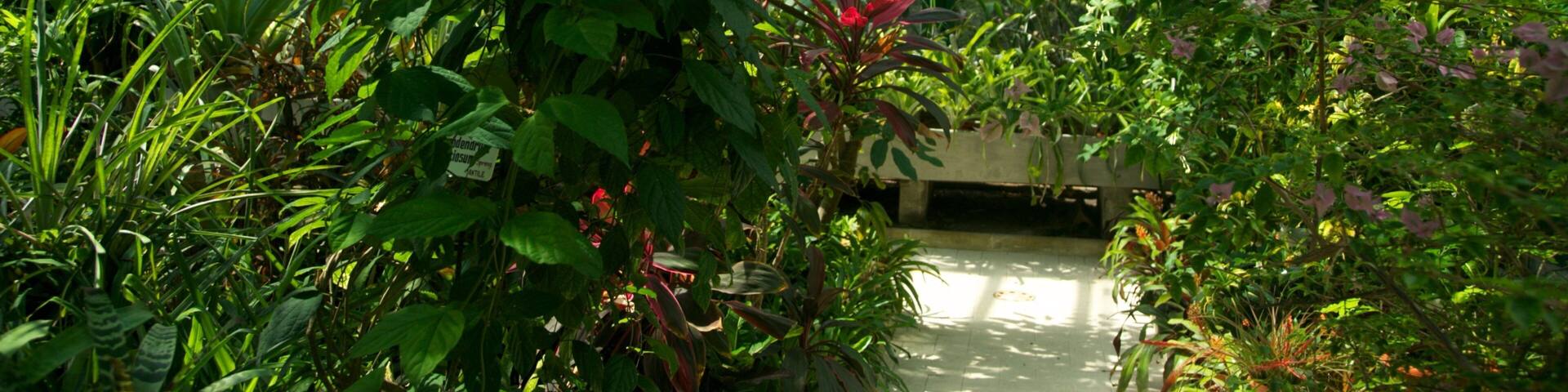 Bucharest Botanical Garden which includes a garden