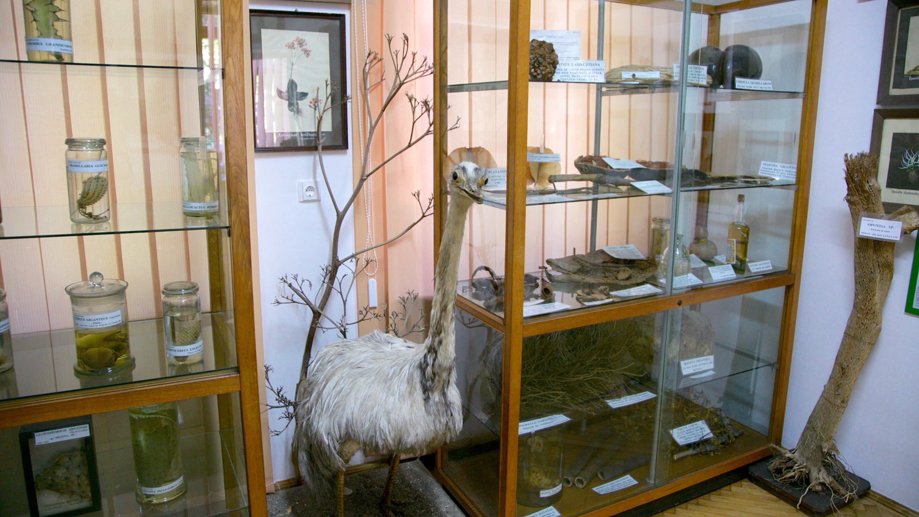 Vườn Bách thảo Bucharest trong đó bao gồm cảnh nội thất