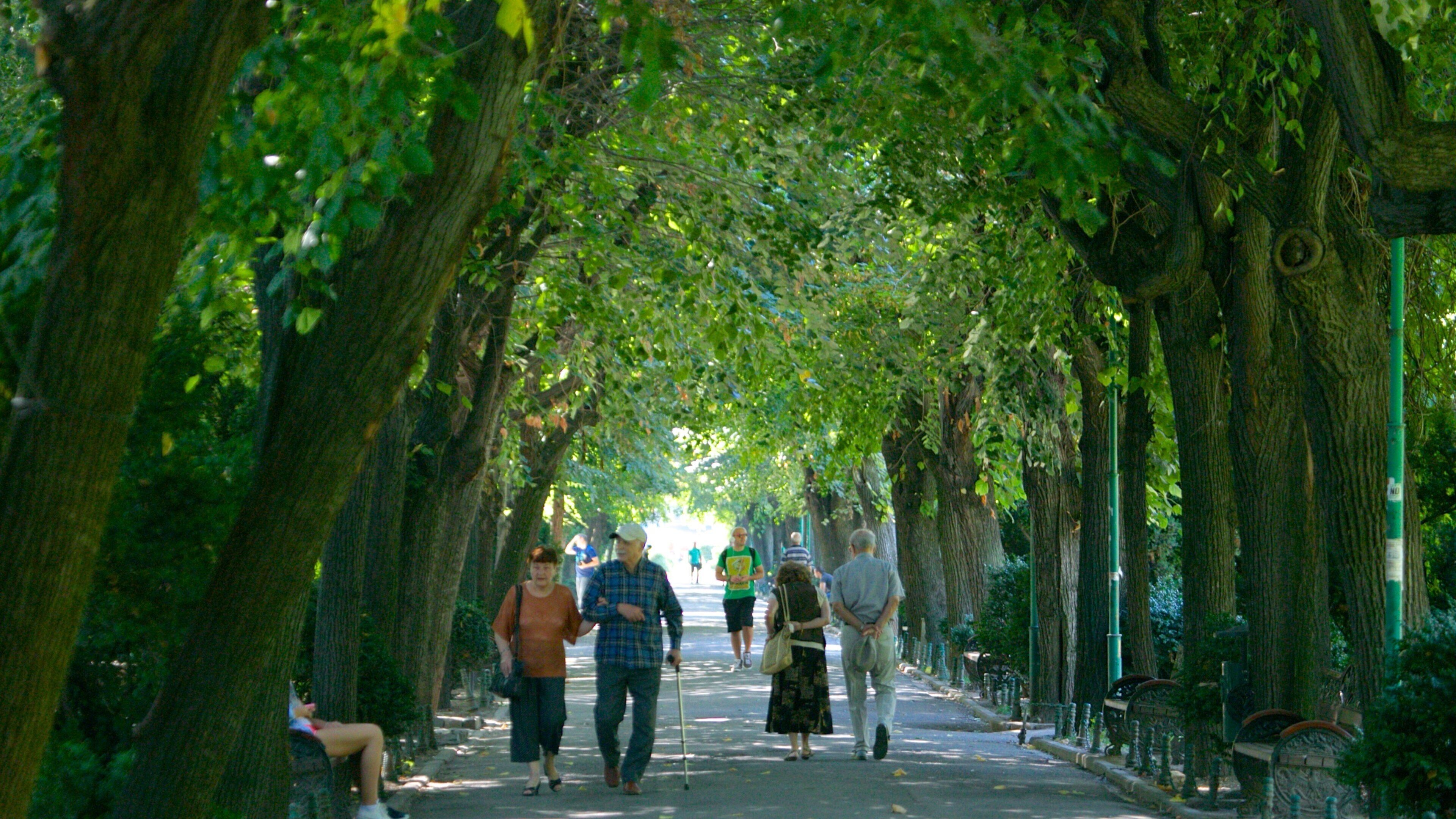 Cismigiu Garden mostrando um jardim assim como um casal