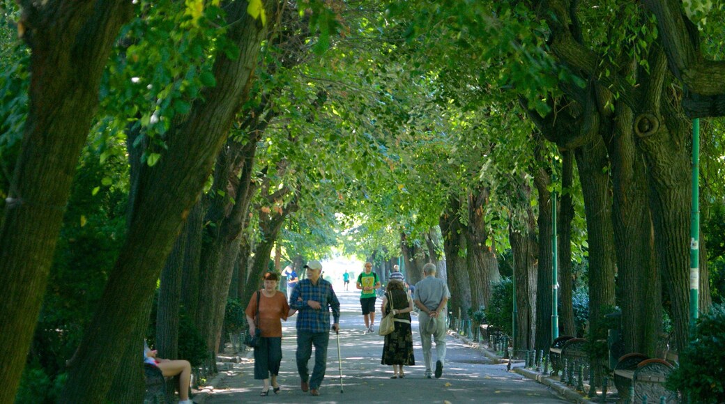 Cismigiu Garden showing a garden as well as a couple