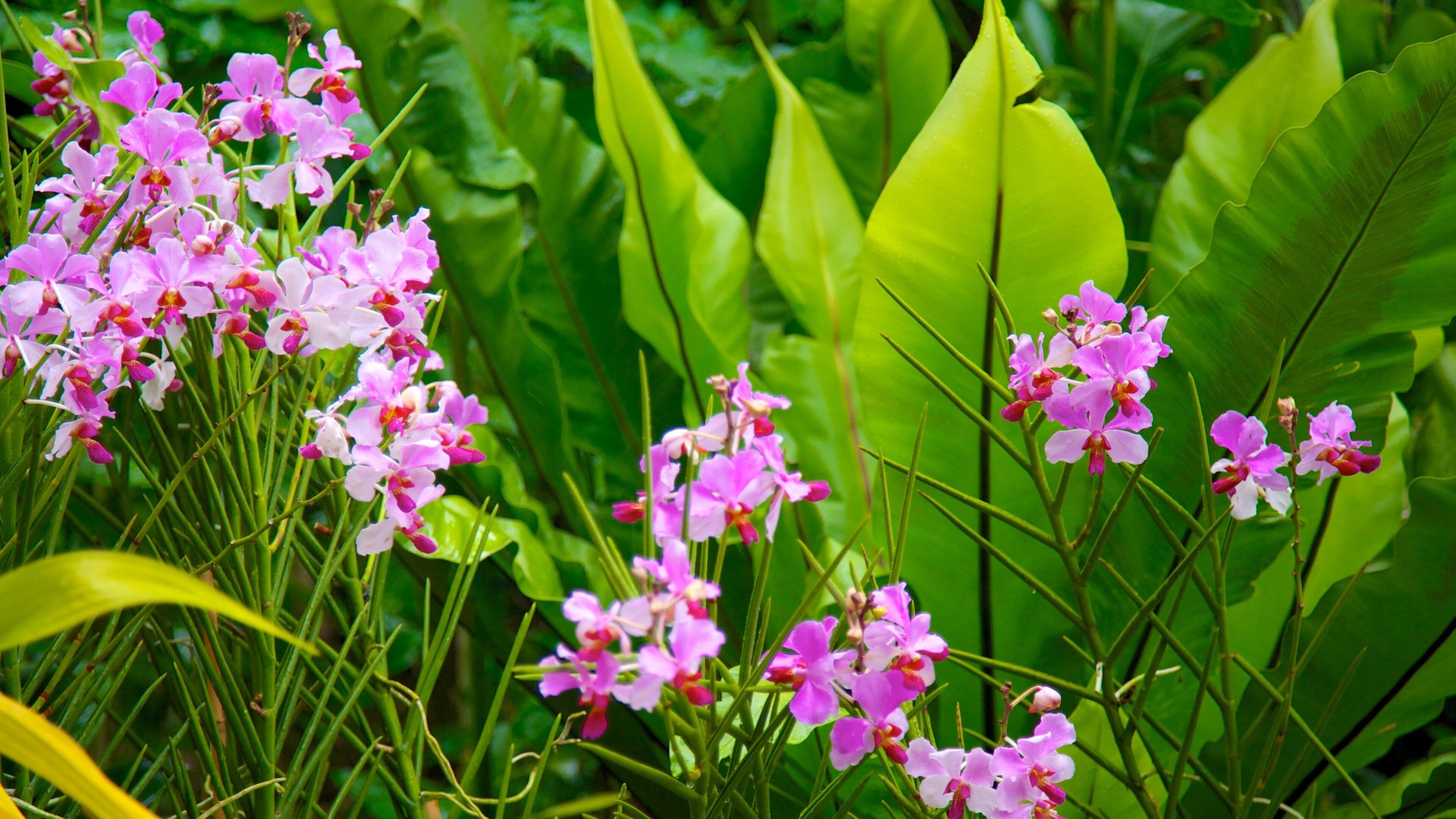 シンガポール国立蘭園 フィーチャー 野花 と 花