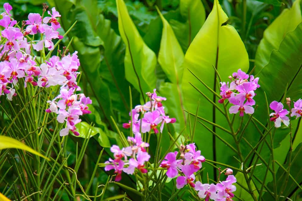 Rosa Orchideen, grünes Laub und Bananenblätter.