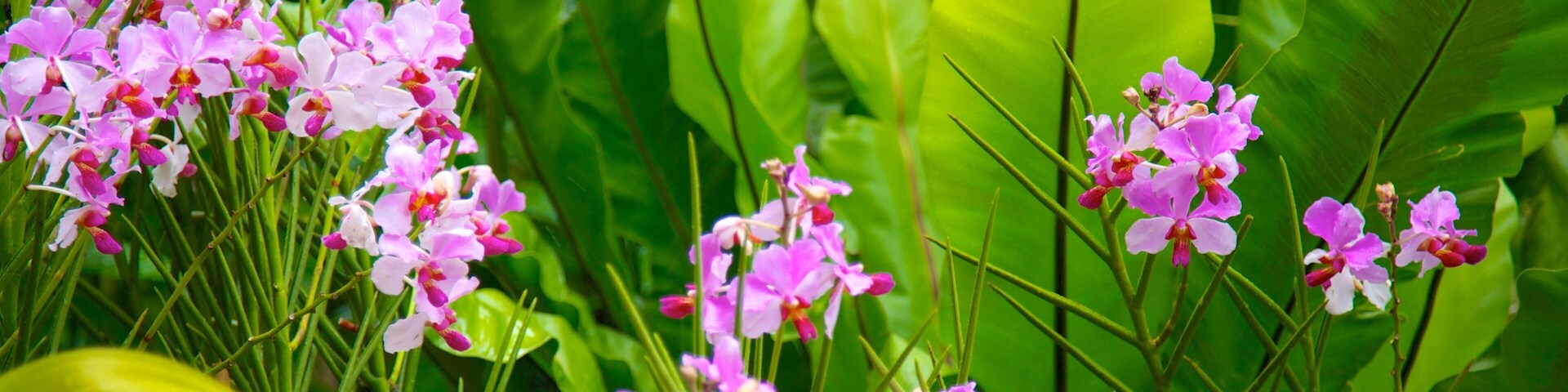National Orchid Garden showing flowers and wildflowers
