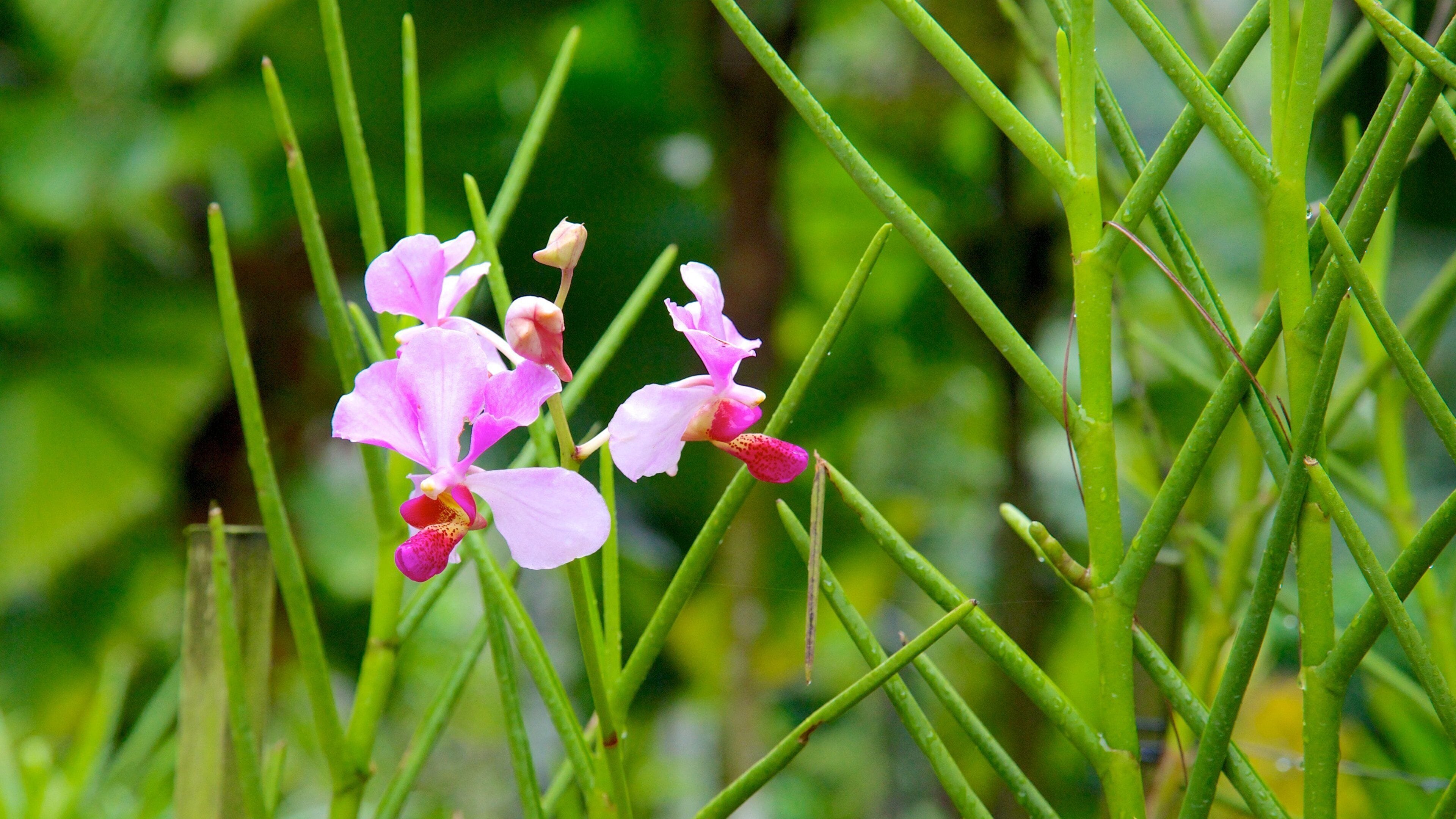 Jardim Nacional das Orquídeas caracterizando flores silvestres, flores e um jardim