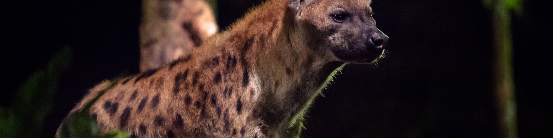 Side view of one hyena