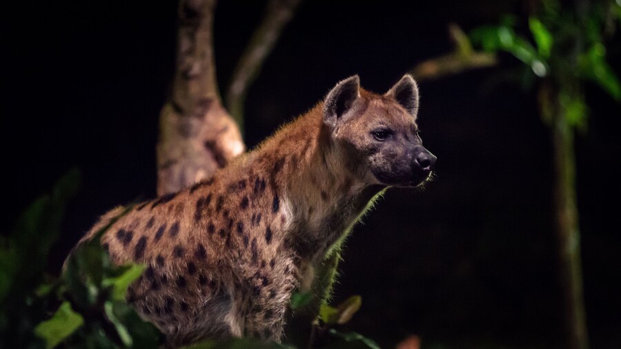 Side view of one hyena