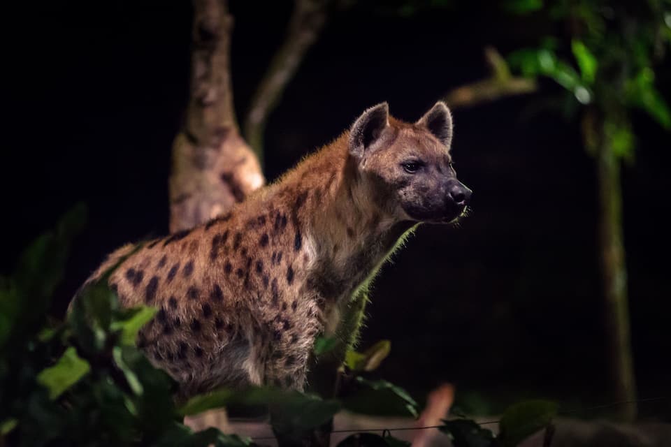 A hyena in a natural habitat with trees and foliage.