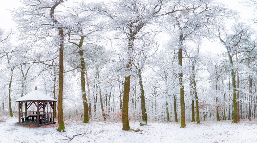 Winter landscape carpathian Slovakia, Bratislava