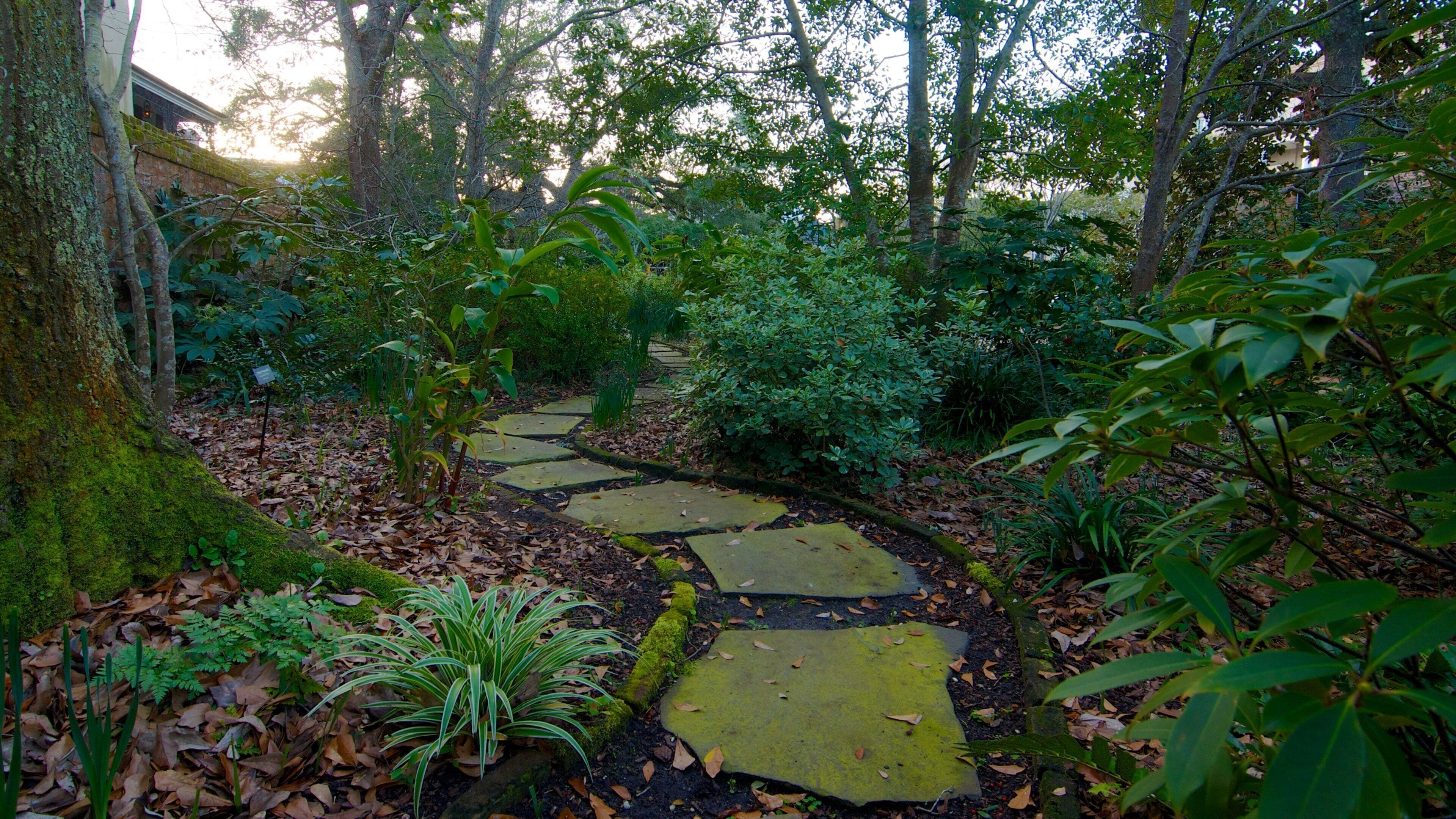 Nathaniel Russell House featuring forests