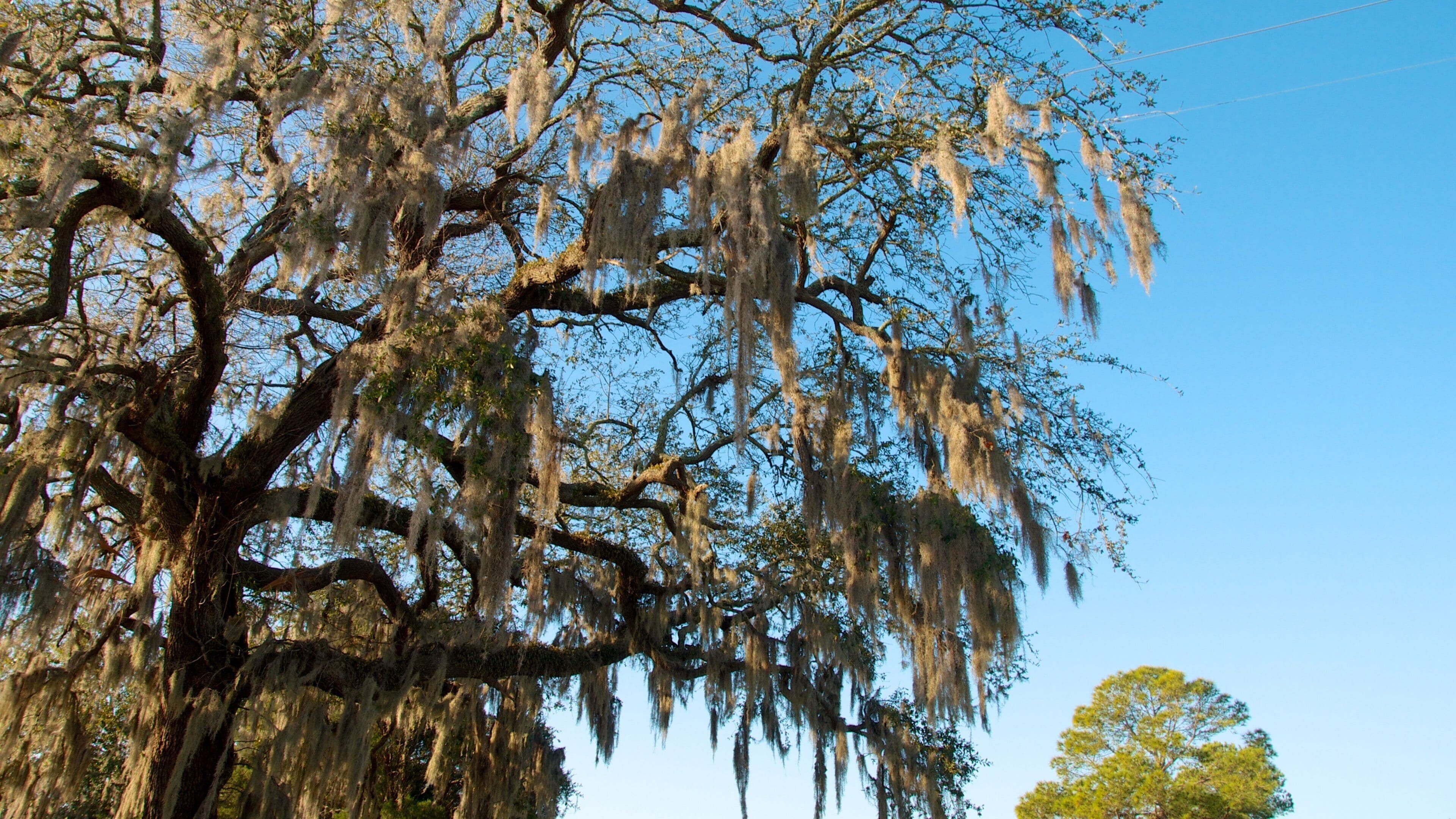 Magnolia Cemetery showing autumn leaves and landscape views