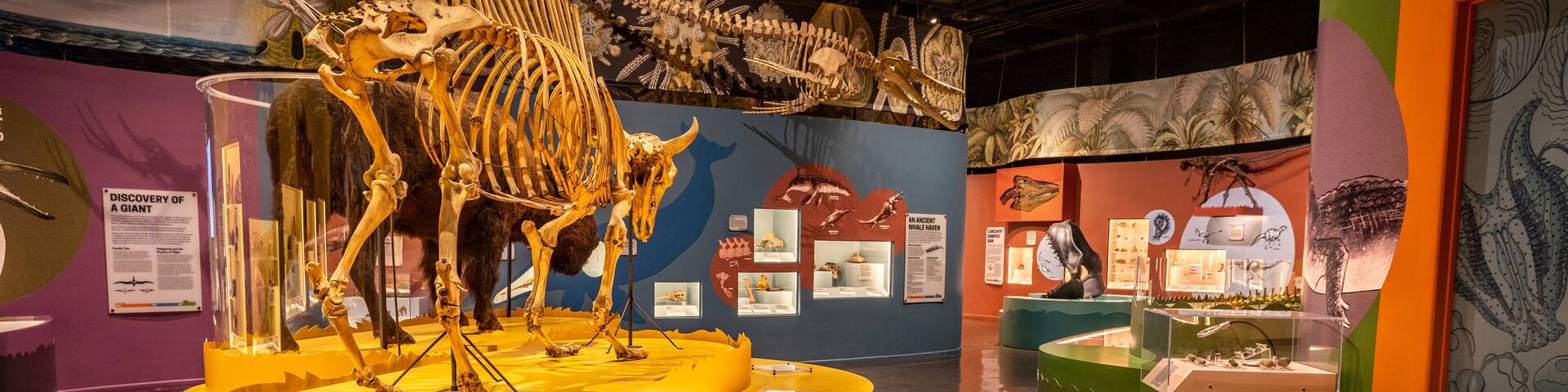 Charleston Museum featuring interior views and heritage elements