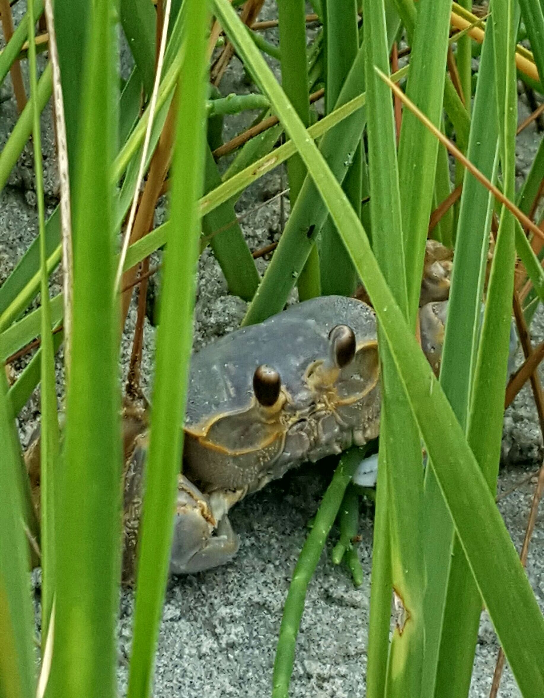 "You want a piece of me?!" 

I was one step away from an ass whooping of crustacean proportion. 