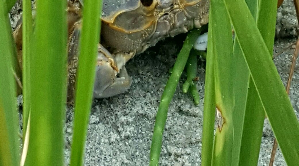 "You want a piece of me?!"
I was one step away from an ass whooping of crustacean proportion.