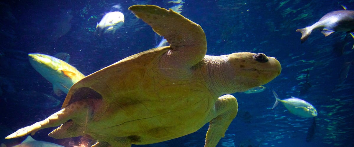 South Carolina Aquarium featuring marine life