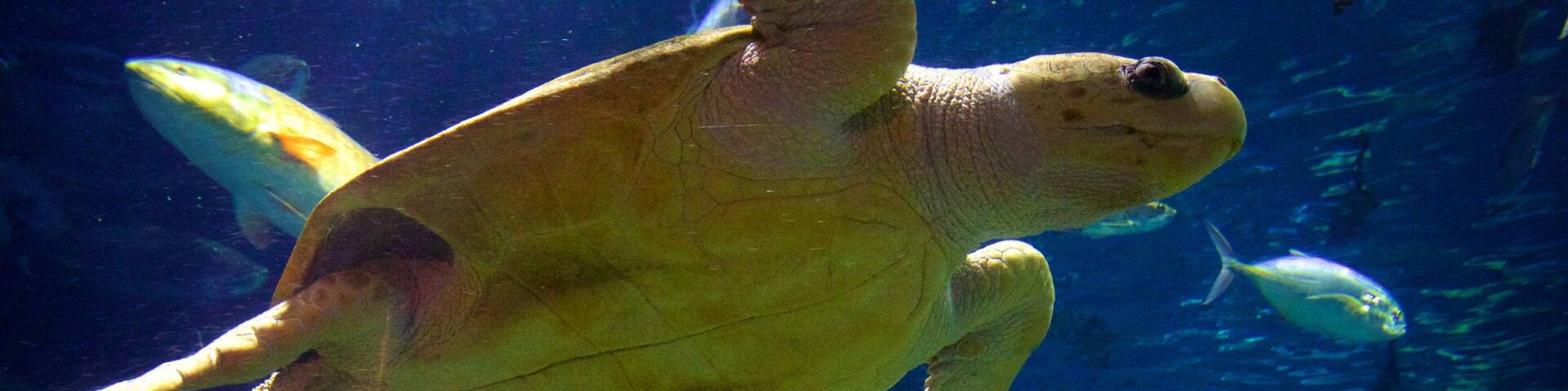South Carolina Aquarium mettant en vedette vie marine