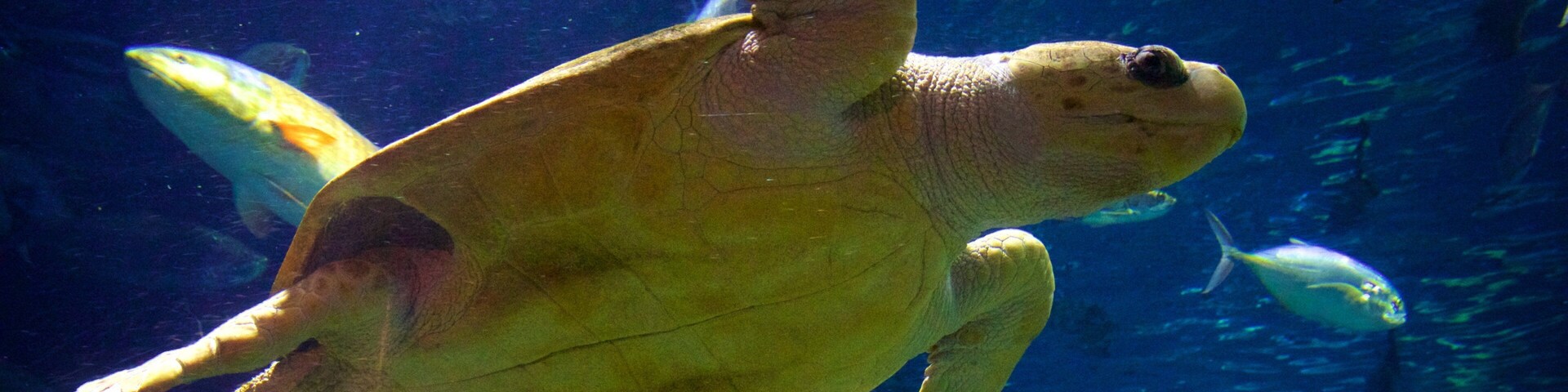 南卡羅萊納州水族館 设有 海洋生物
