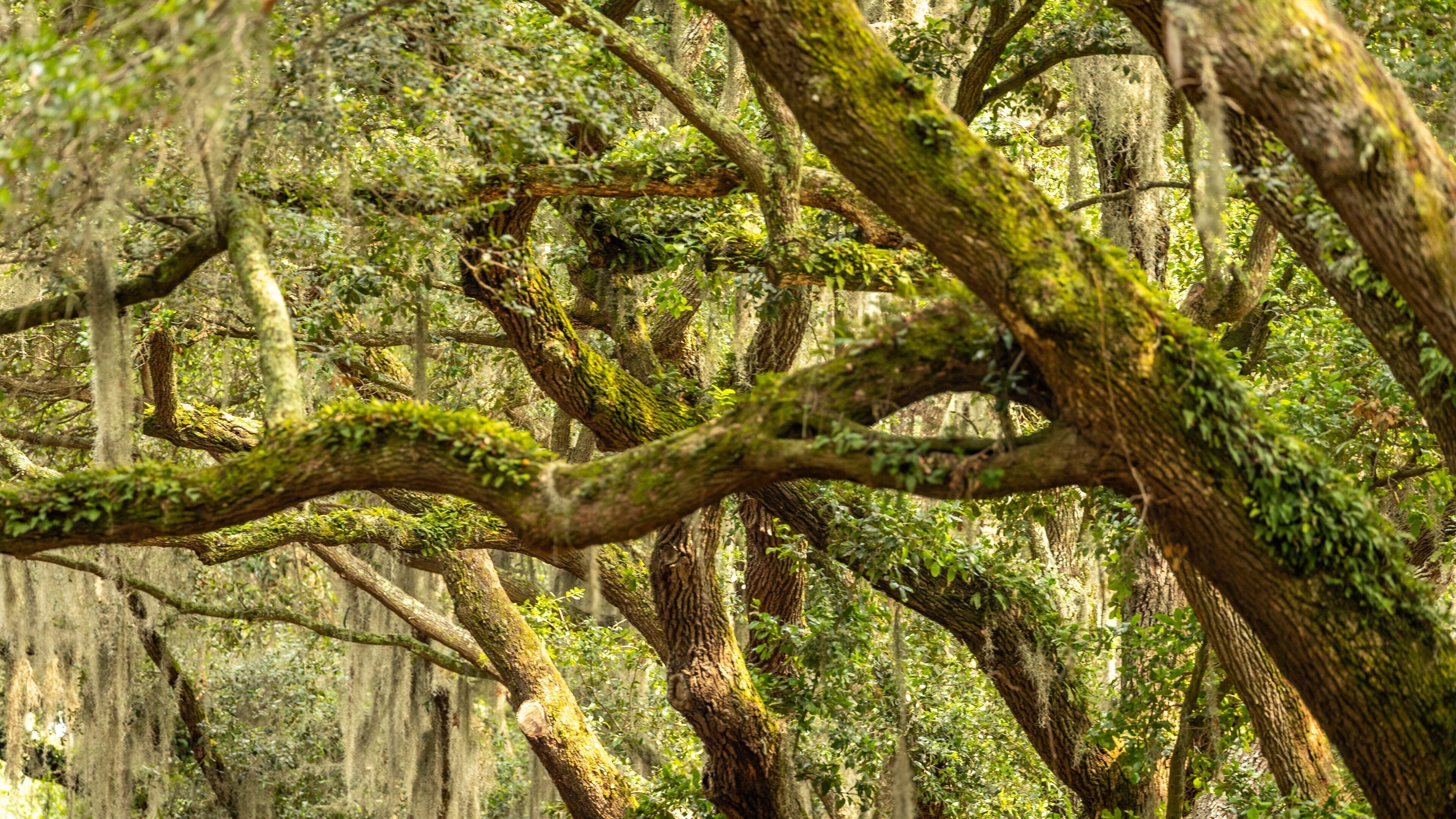 Charles Towne Landing State Historic Site featuring a park