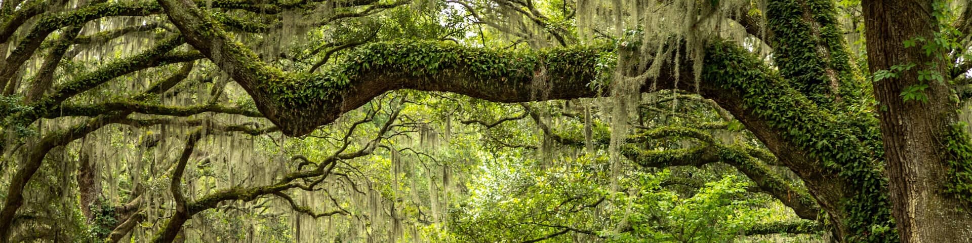 Charles Towne Landing State Historic Site showing a garden