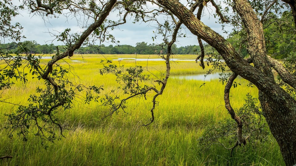 Charles Towne Landing State Historic Site showing wetlands