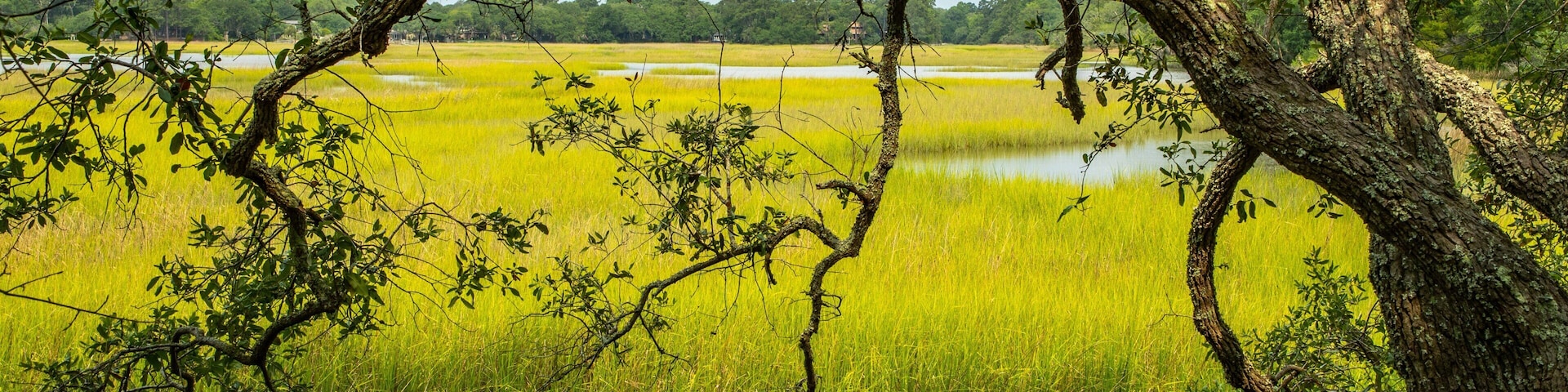 Charles Towne Landing State Historic Site showing wetlands