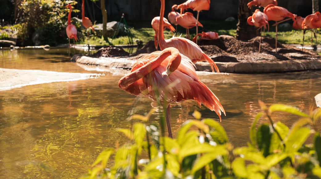 Zoo y jardín Riverbanks