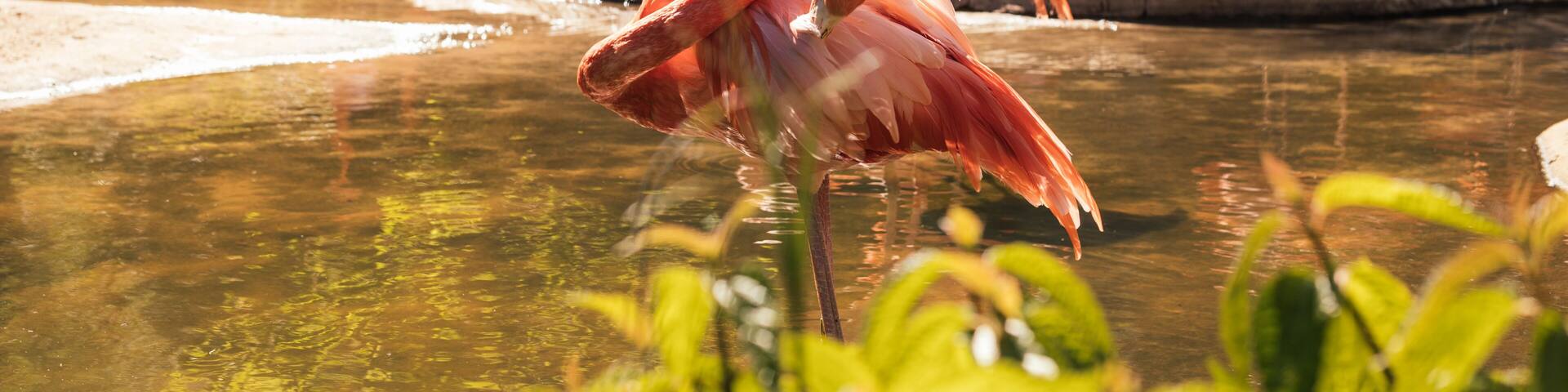 Animals in the zoo. Wild African animals in a summer forest on a sunny day. Outdoor activities with children. Riverbanks Zoo and Garden, Columbia, South Carolina, USA. American flamingos in the zoo