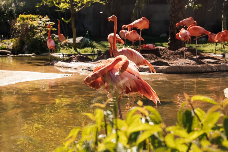 Um lago com flamingos na água.