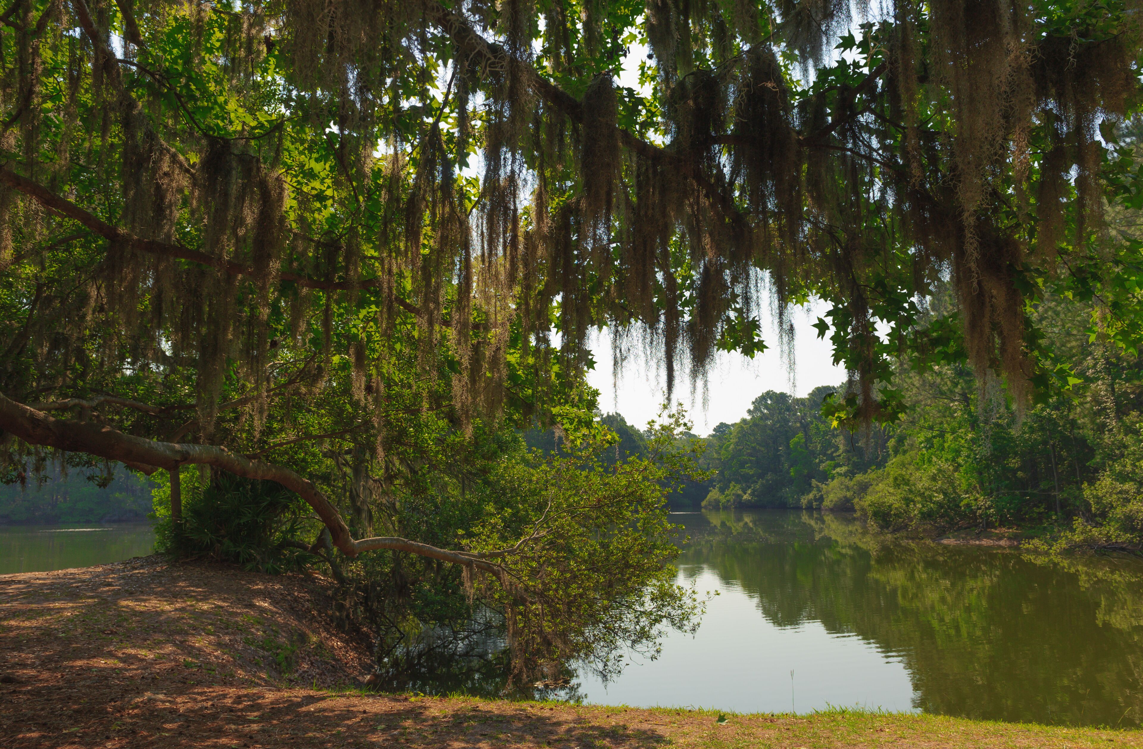 Hilton Head Island, South Carolina, USA, Sea Pines Forest Preserve