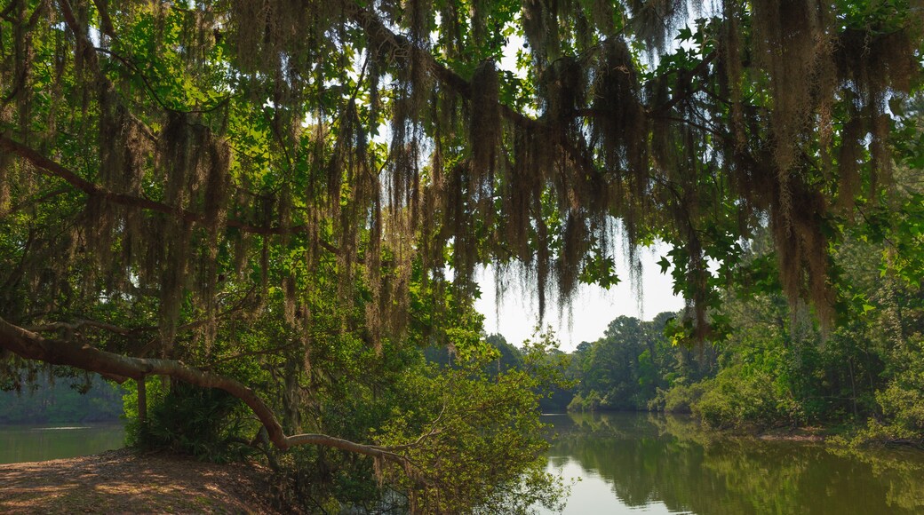 Sea Pines Forest Preserve