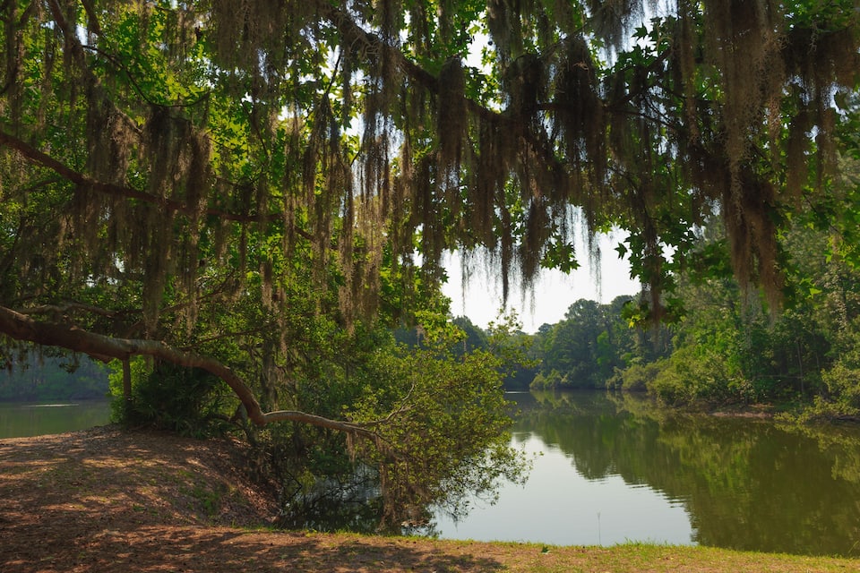 A serene lake surrounded by lush greenery and trees with Spanish moss hanging from the branches.