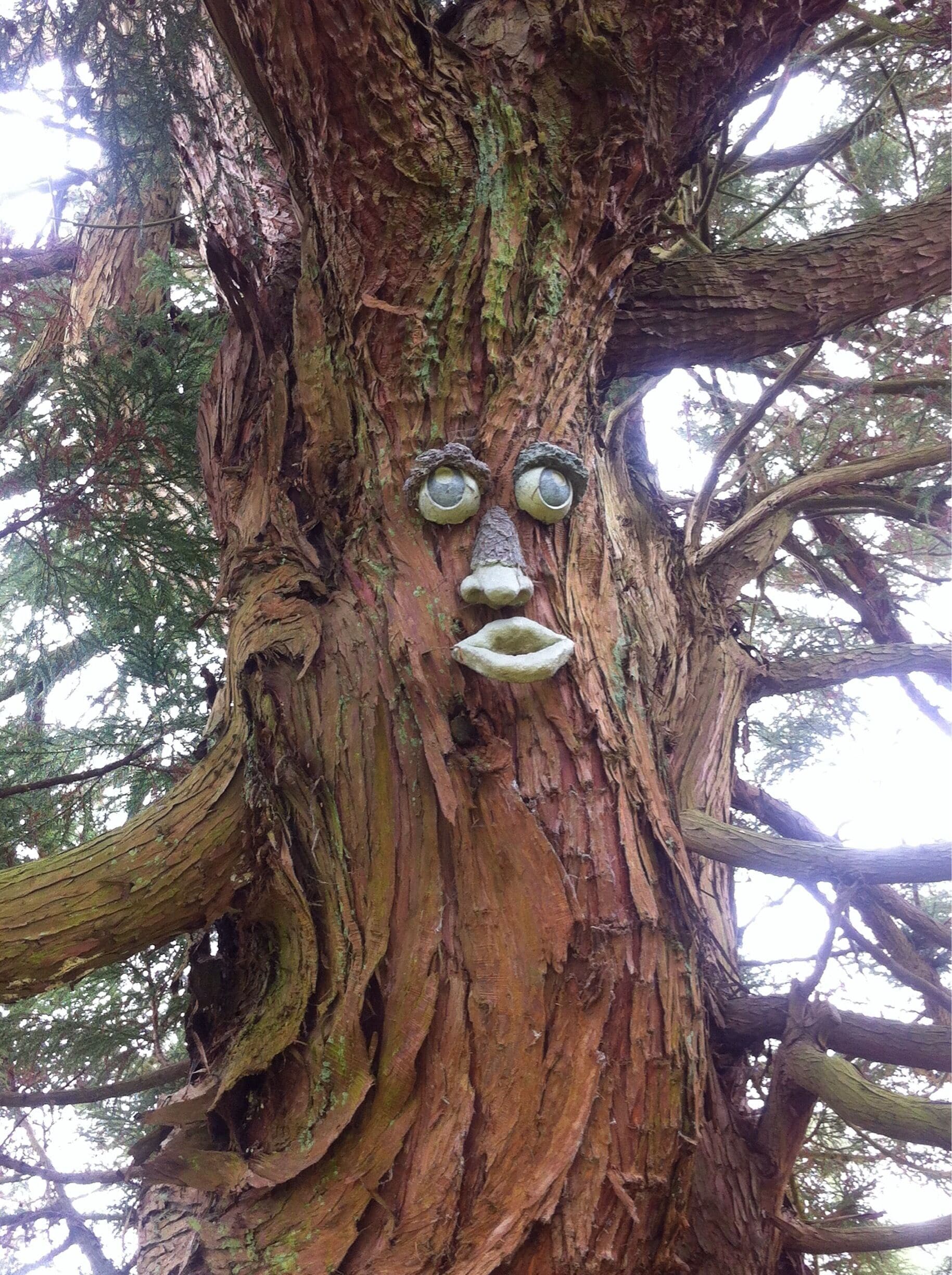 Tree at Ripley Castle, Photo dated 19-04-2014.